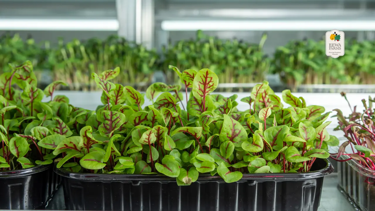 How Hydroponic Amaranth Brings Superior Nutrition to Your Plate