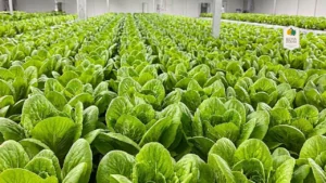 Locarno Lettuce_ Freshness at Its Best from Eewa Farms