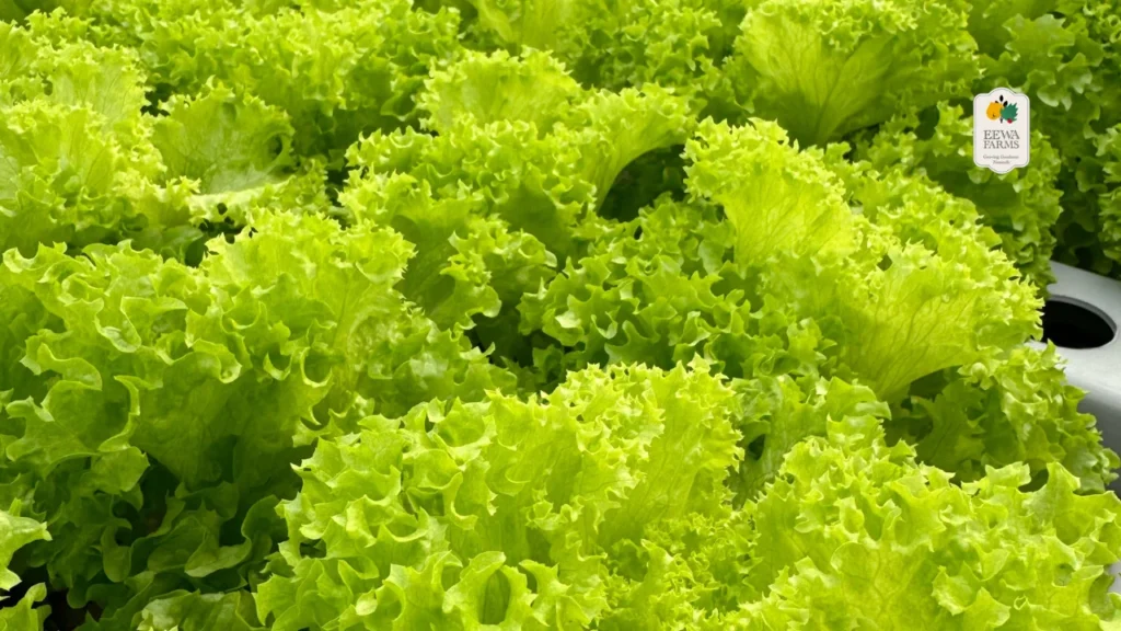 Romaine the Right Way_ Eewa Farms’ Hydroponic Lettuce for Crisp, Clean Meals