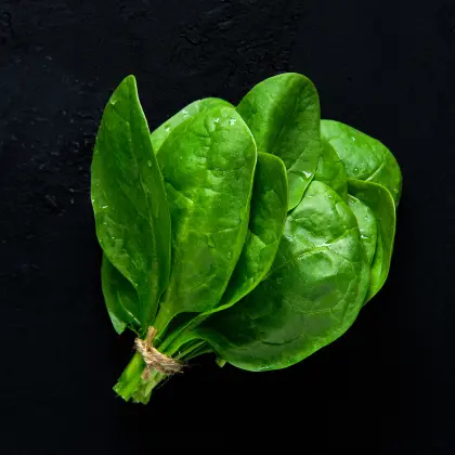 Spinach Large Leaf (Hydroponically Grown)