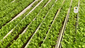 Why Hydroponics Vegetables Are So Good for You