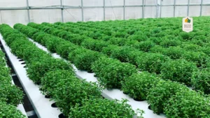 Thyme to Shine_ Eewa Farms’ Hydroponic Herb for All Your Kitchen Adventures