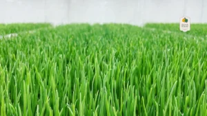 Unlocking Flavor_ The Marvel of Hydroponic Chives from Eewa Farms