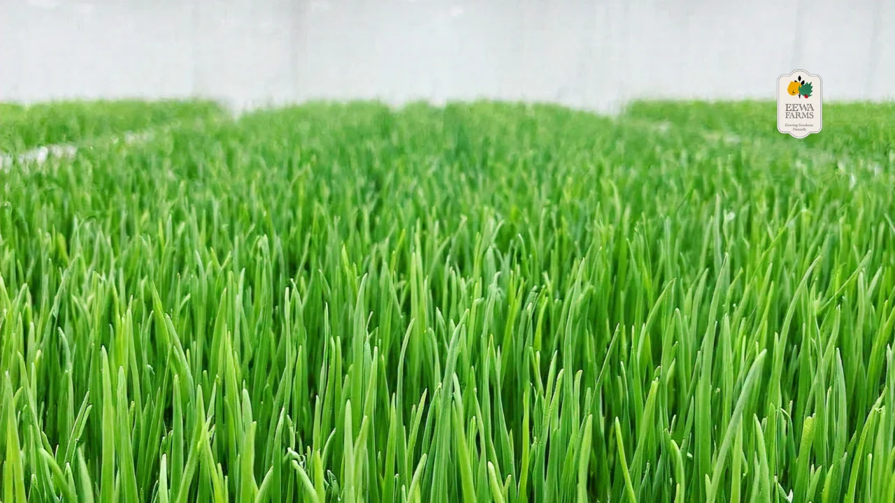 Unlocking Flavor_ The Marvel of Hydroponic Chives from Eewa Farms