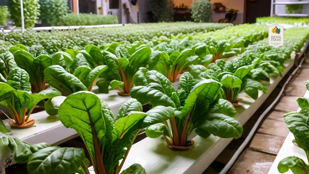 Why Choose Locally Grown Swiss Chard from Eewa Farms