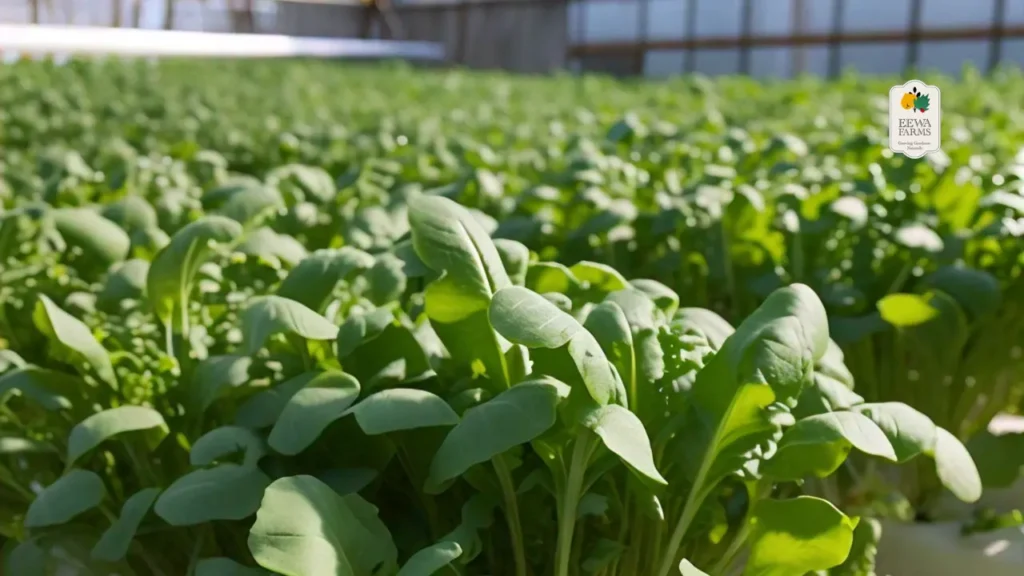 Why Hydroponic Rocket Leaves Are the Perfect Ingredient for Healthy Salads