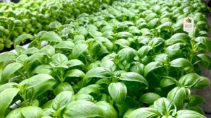 Zest It Up with Lemon Basil from Eewa Farms_ The Herb You Never Knew You Needed