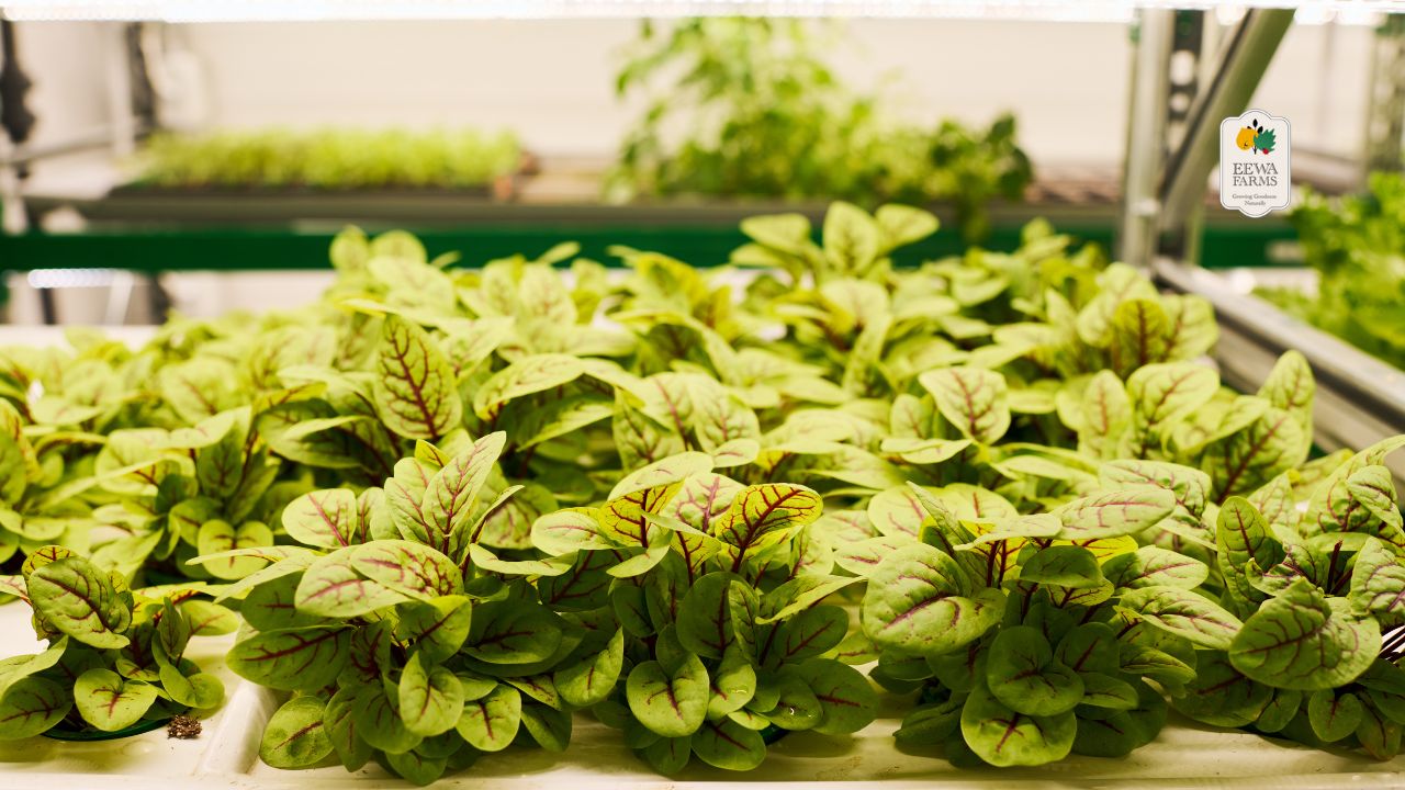 A Closer Look at the Nutritional Benefits of Hydroponic Amaranth