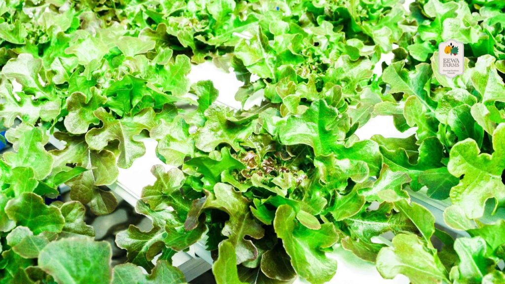 Boost Your Immune System with Hydroponic Greens from Eewa Farms