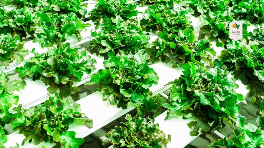 How Hydroponic Farming Promotes Pesticide-Free Agriculture