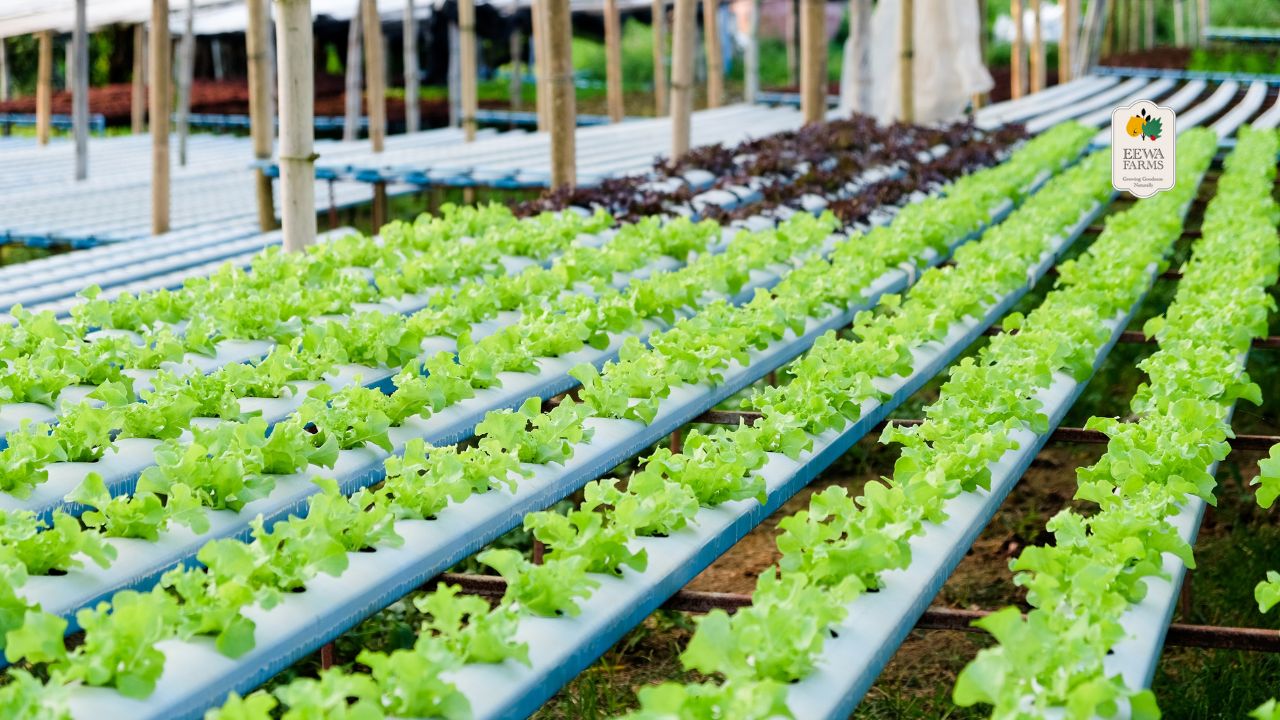 How Hydroponic Farming Supports Water Conservation and Sustainability