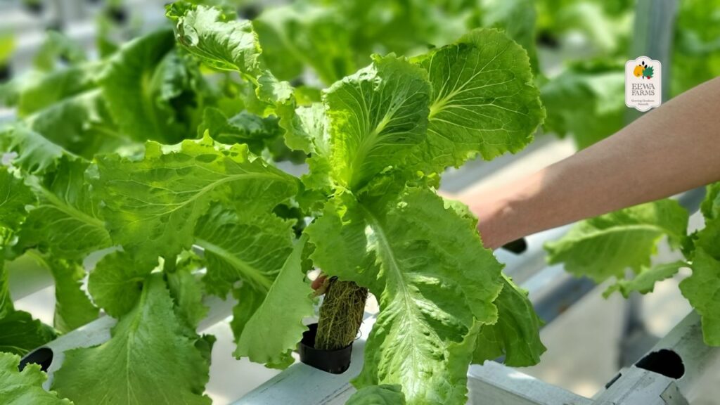 Hydroponic Farming in Indian Conditions_ The Science Behind the Success