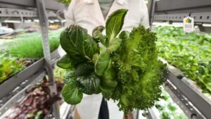 Hydroponic Lettuce Varieties You Need to Try Today