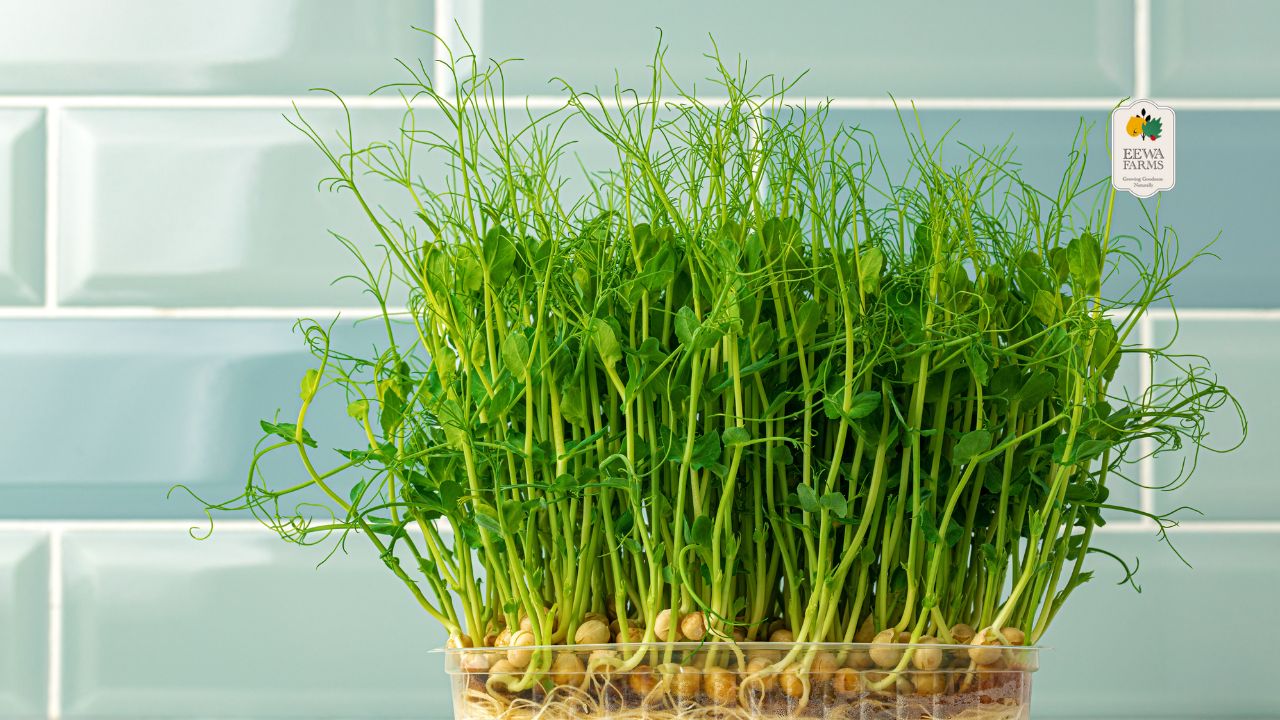 Pairing Eewa Farms’ Fennel Leaves with Indian Spices for Unique Flavors