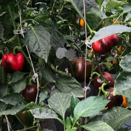 Red Bell Peppers (Hydroponically Grown)