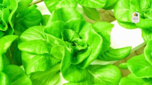 The Connection Between Hydroponics and Sustainable Living