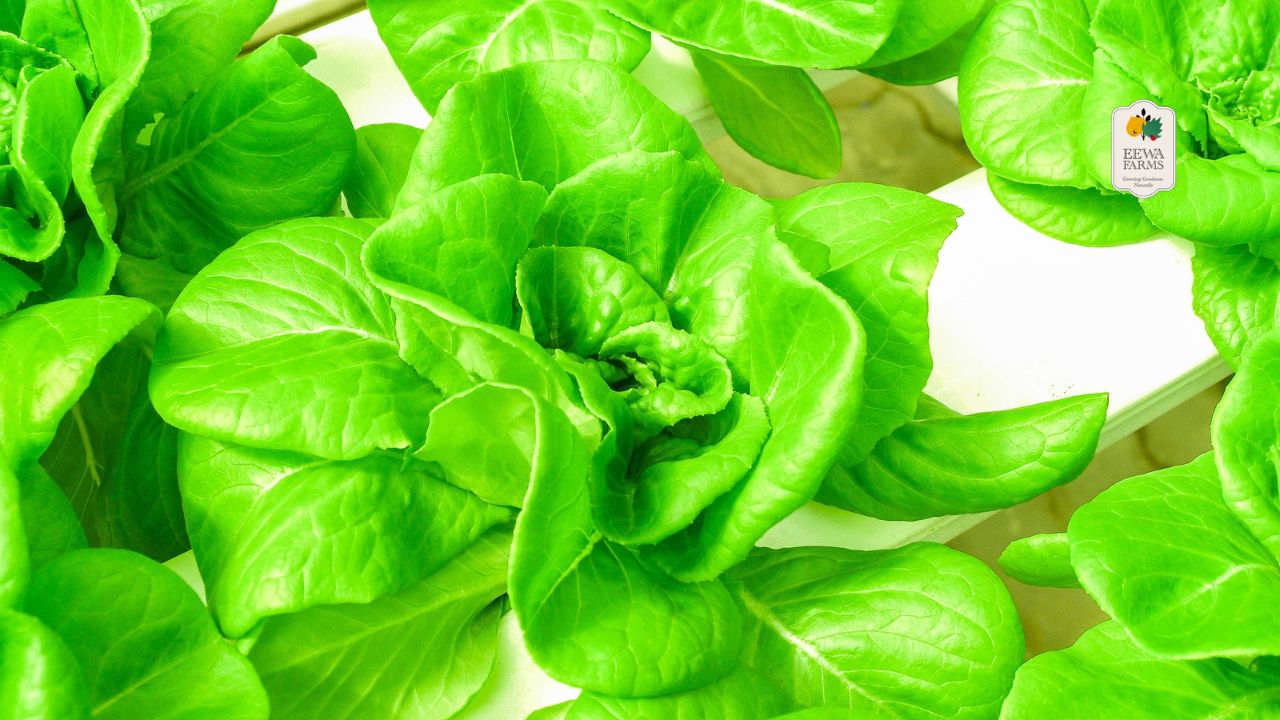 The Connection Between Hydroponics and Sustainable Living