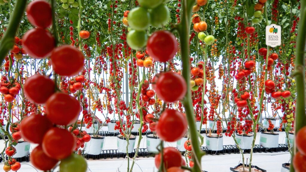 Why Eewa Farms’ Cherry Tomatoes Are the Sweetest Choice for Your Kitchen