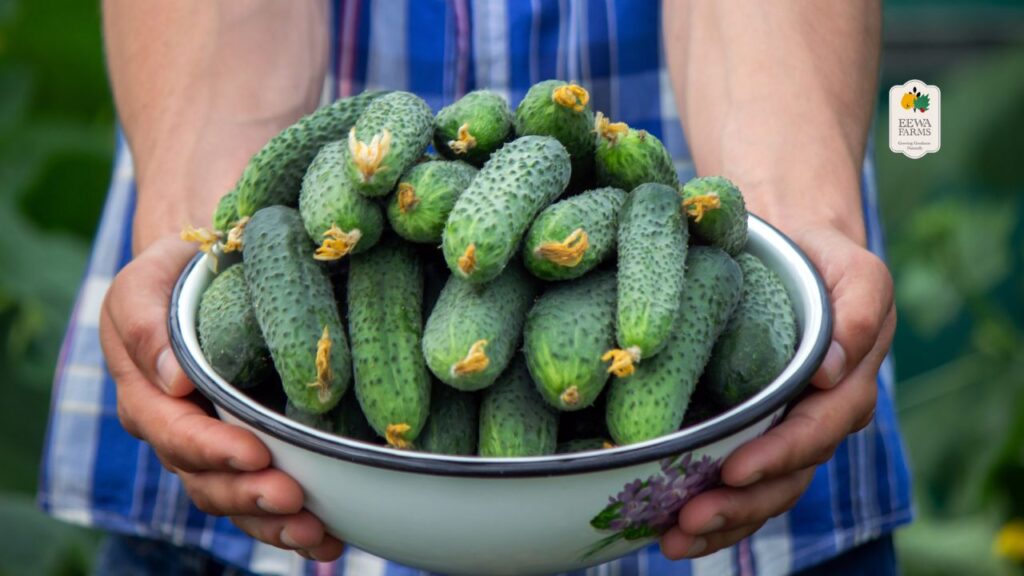 Why Seedless Cucumbers Are the Ultimate Snack for Weight Loss