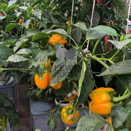 Yellow Bell Peppers (Hydroponically Grown)