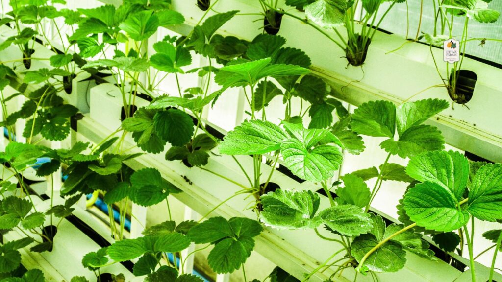 How Hydroponic Herbs Support Ayurvedic Healing Practices 1 How Hydroponic Herbs Support Ayurvedic Healing Practices
